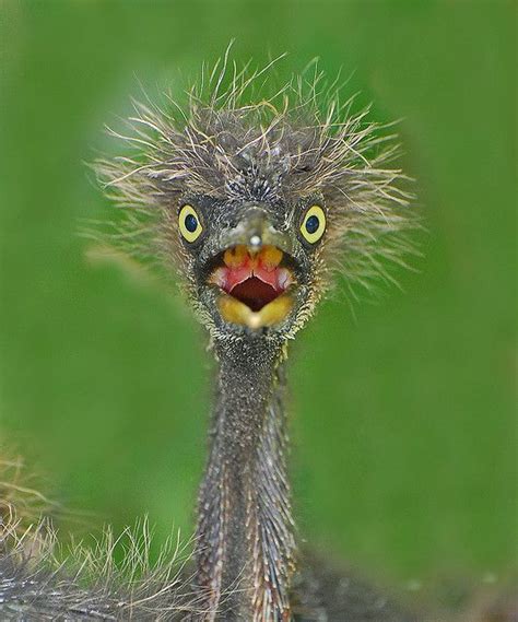 birds funny pictures|pics of funny looking birds.